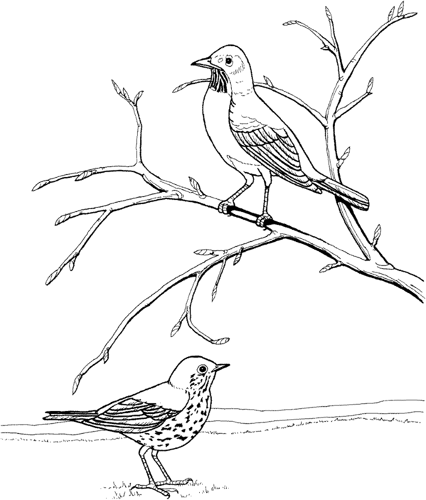 Desenho de Pisco para colorir e imprimir: número 20