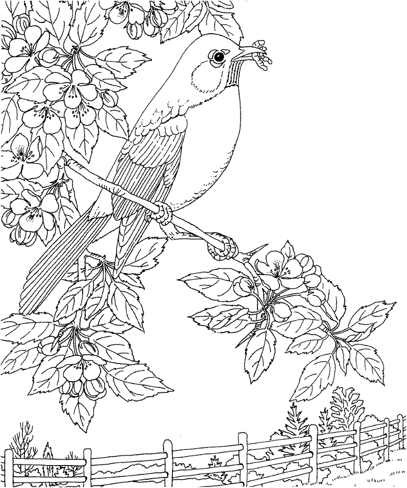 Desenho de Pisco para colorir e imprimir: número 21