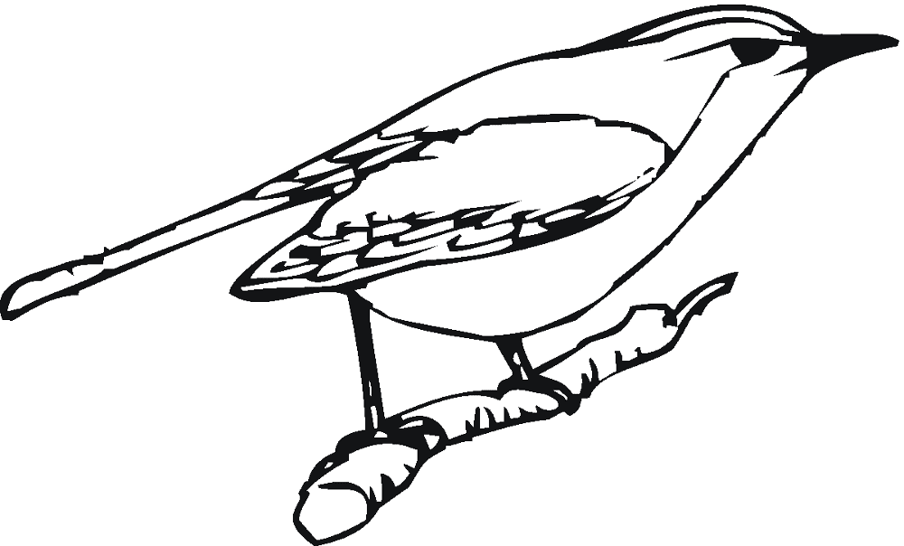 Desenho de Pisco para colorir e imprimir: número 23