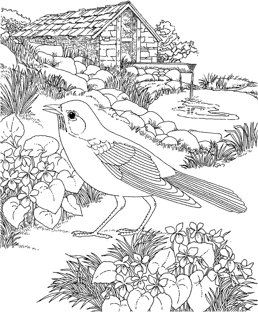 Desenho de Pisco para colorir e imprimir: número 28