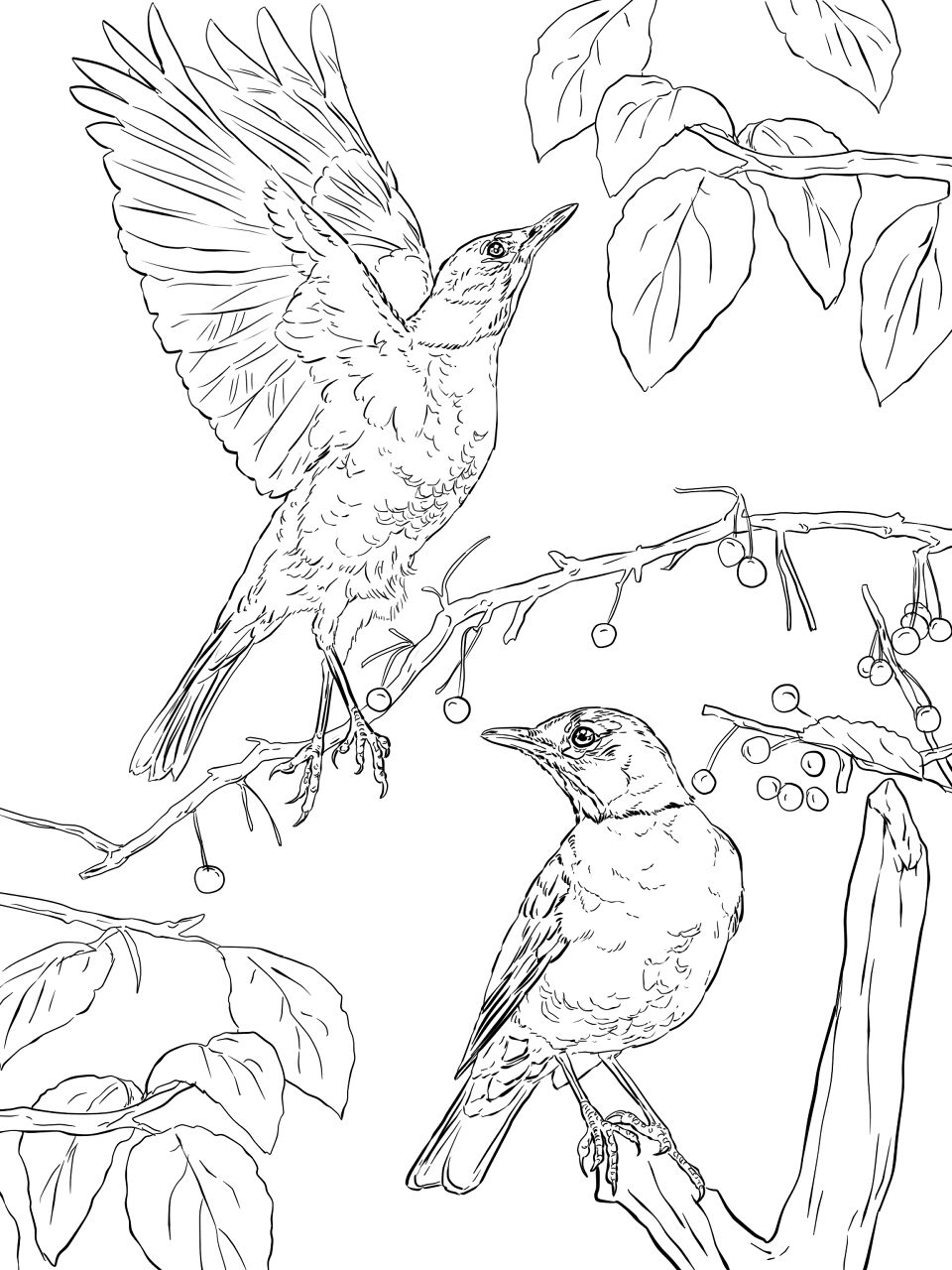 Desenho de Pisco para colorir e imprimir: número 29