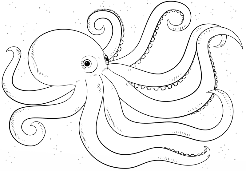 Desenho de Polvo para colorir e imprimir: número 24