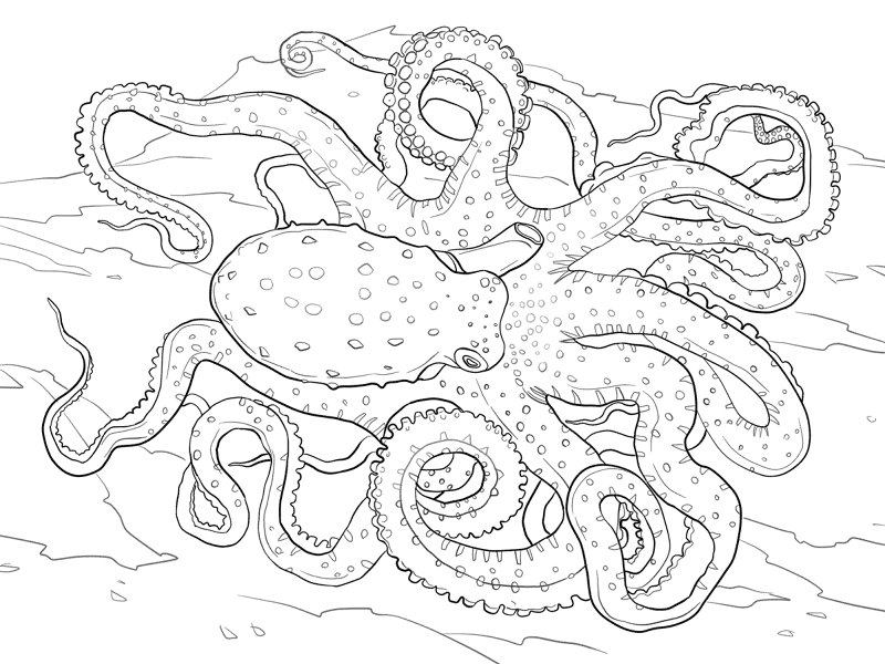Desenho de Polvo para colorir e imprimir: número 33