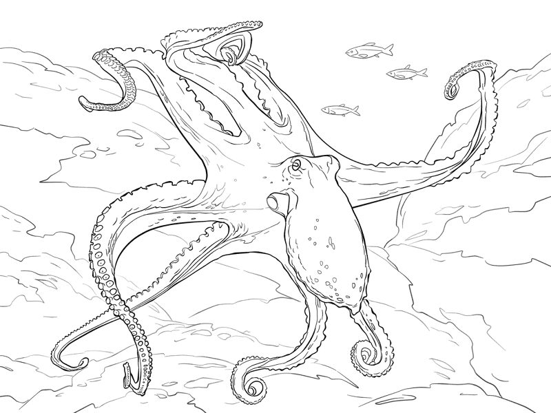 Desenho de Polvo para colorir e imprimir: número 48