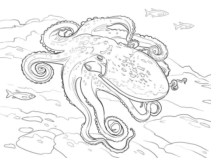 Desenho de Polvo para colorir