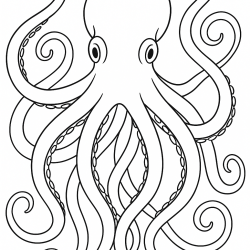 Desenho de Polvo para colorir