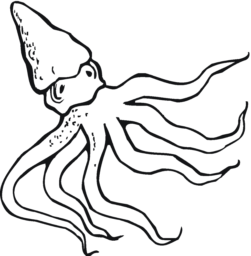 Desenho de Polvo para colorir
