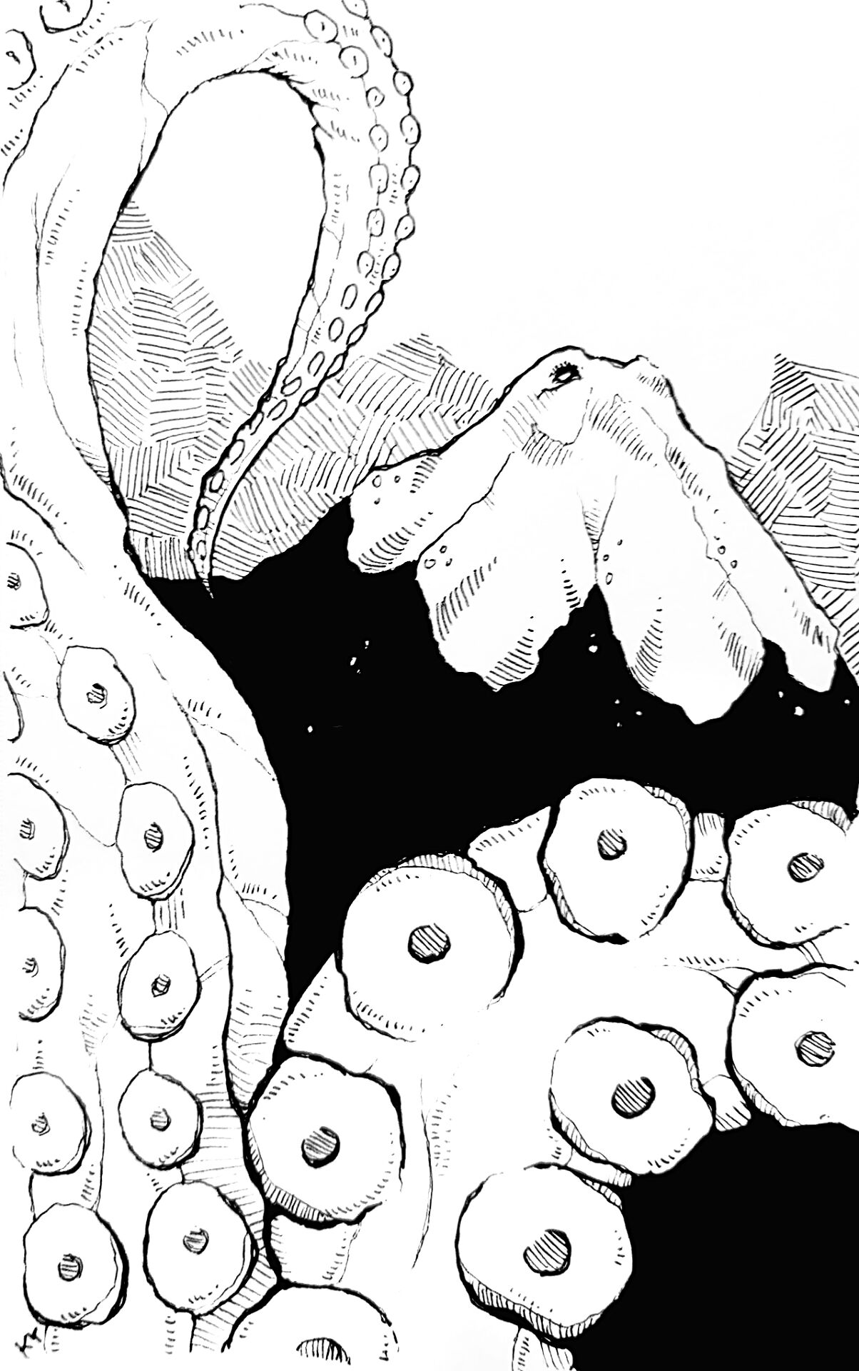 Desenho de Polvo para colorir