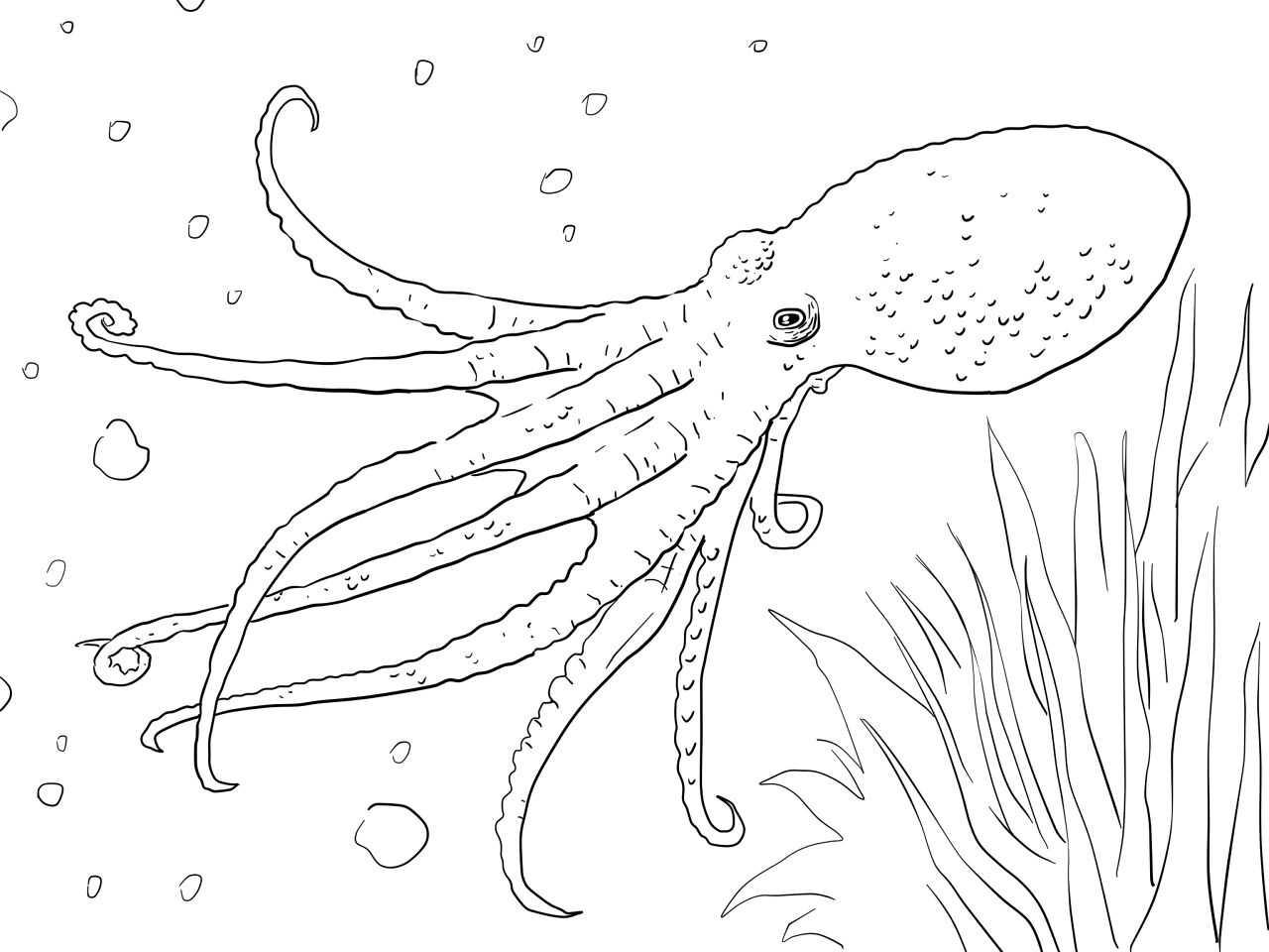 Desenho de Polvo para colorir
