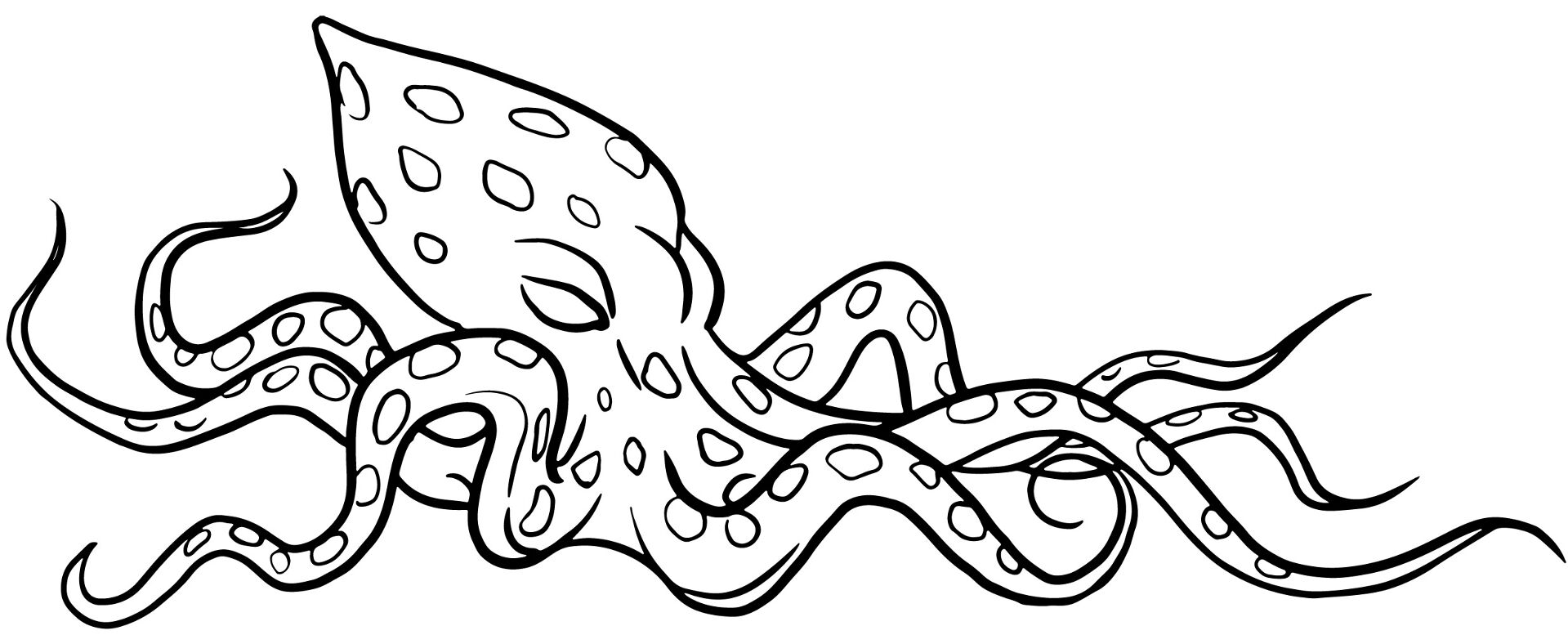 Desenho de Polvo para colorir