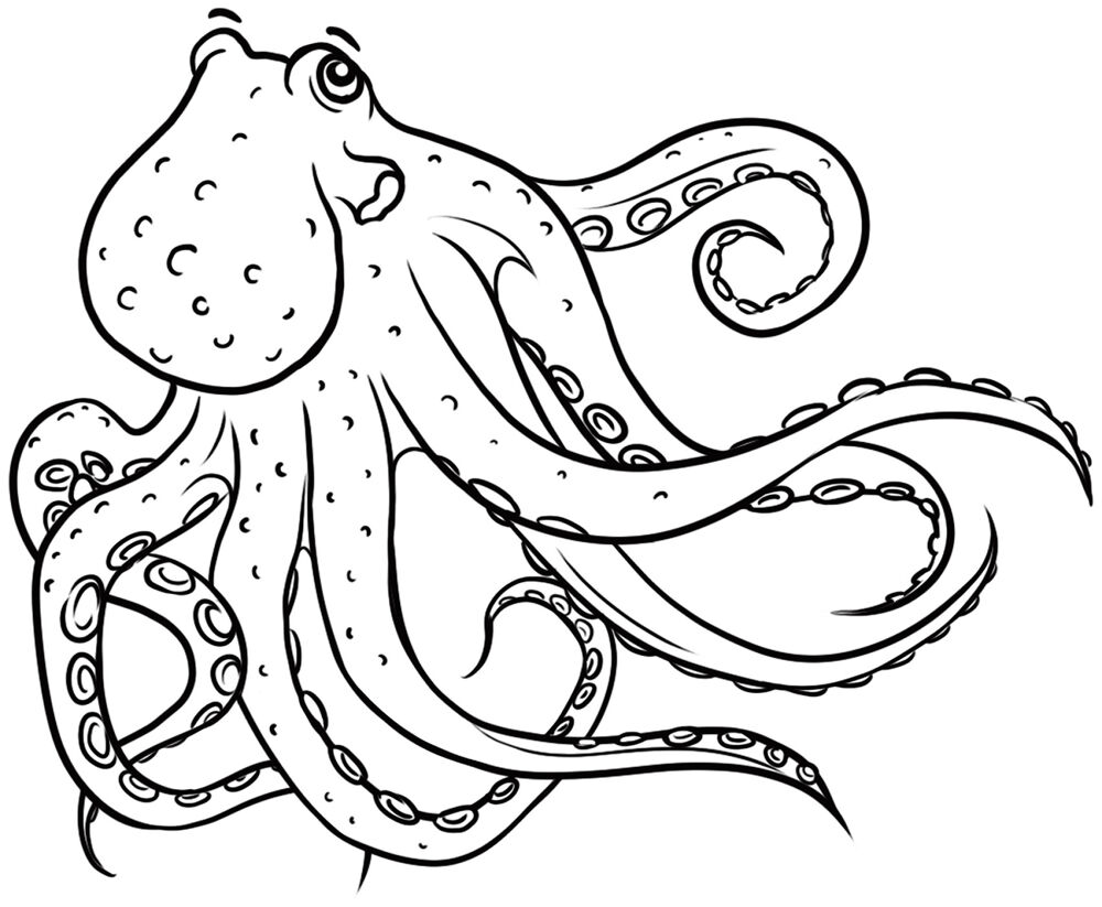 Desenho de Polvo para colorir