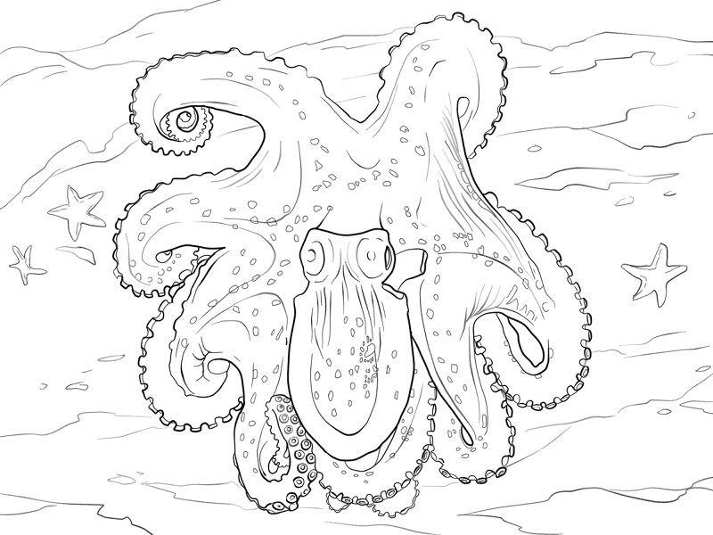 Desenho de Polvo para colorir