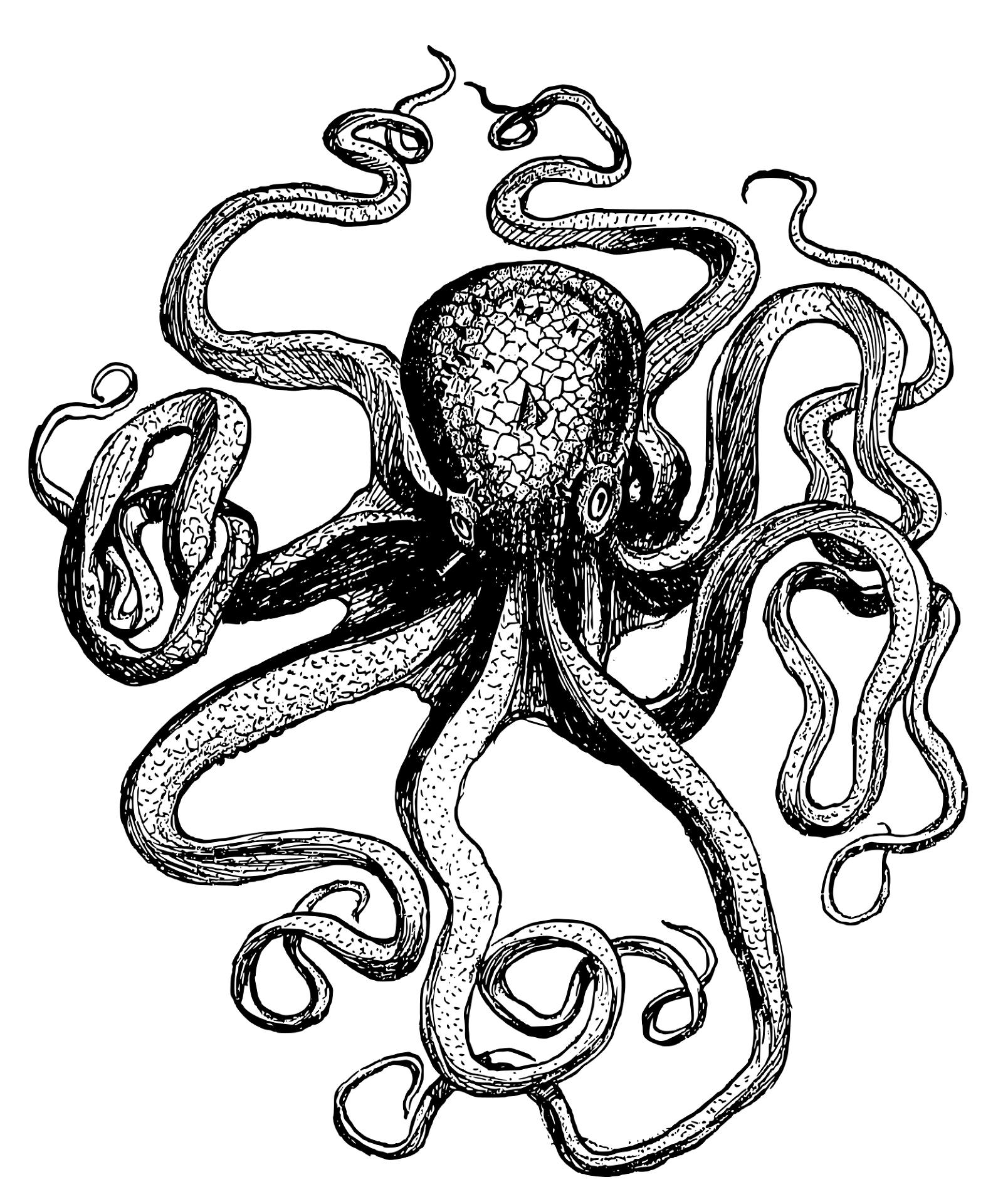 Desenho de Polvo para colorir