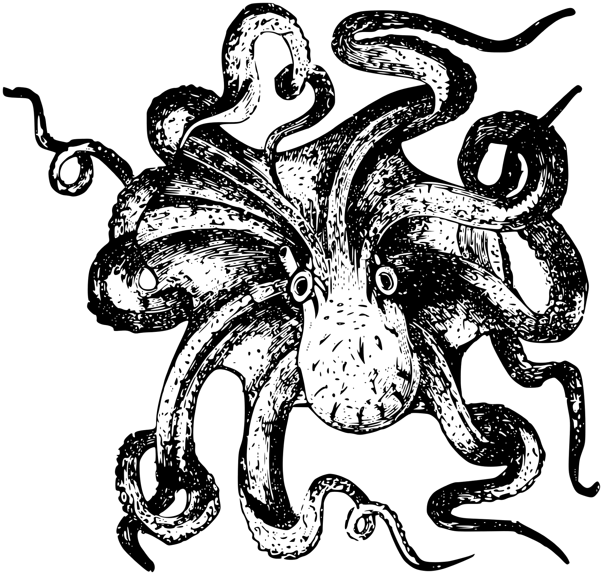 Desenho de Polvo para colorir