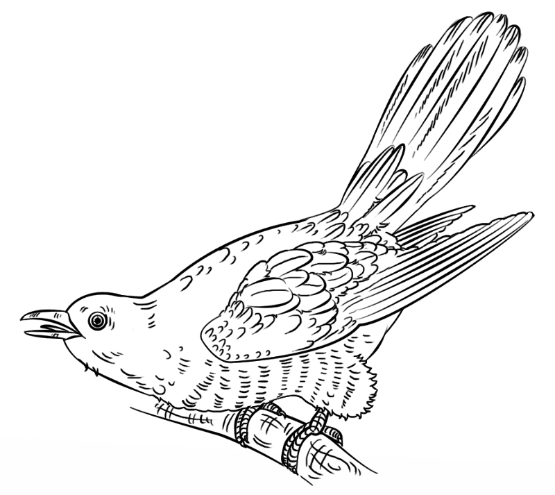 Desenho de Primavera para colorir e imprimir: número 33