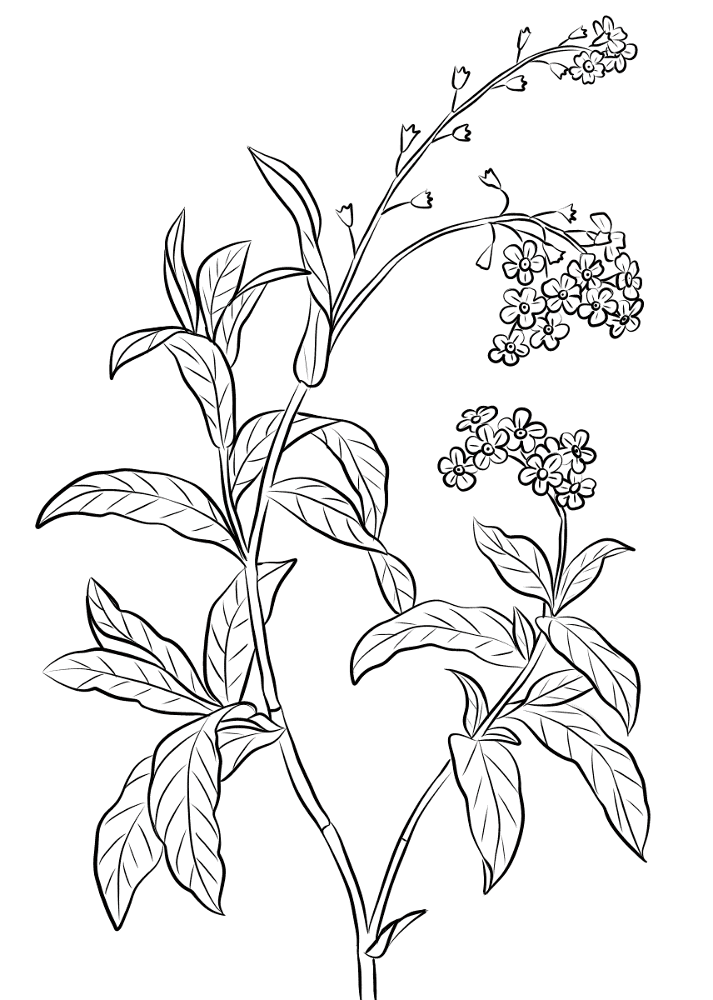Desenho de Primavera para colorir e imprimir: número 48