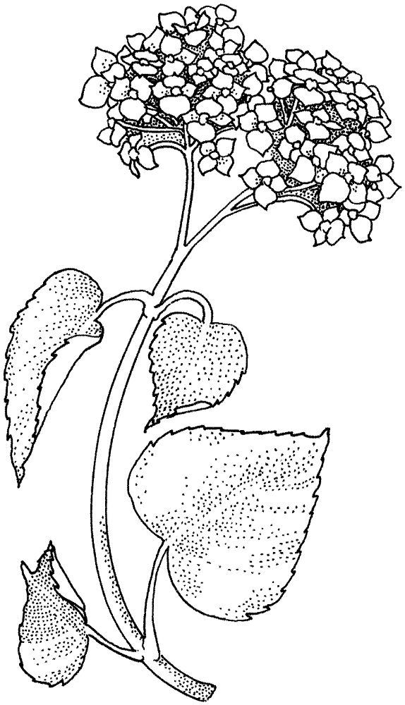 Desenho de Primavera para colorir