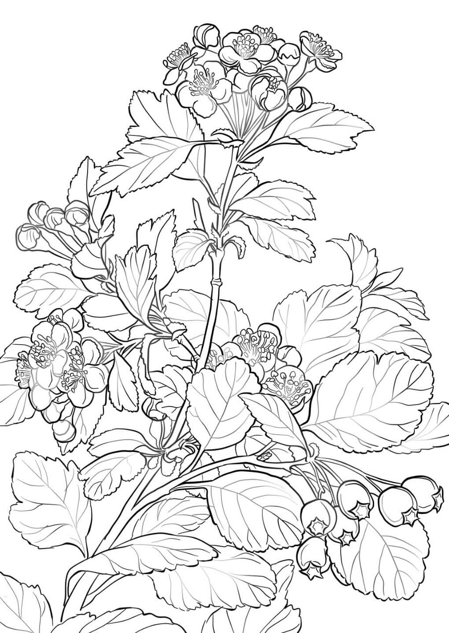 Desenho de Primavera para colorir