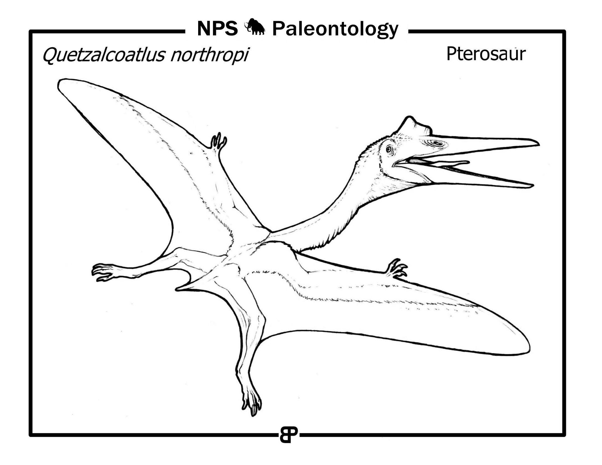 Desenho de Pteranodonte para colorir e imprimir: número 14