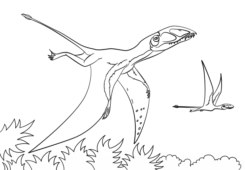Desenho de Pterodáctilo para colorir e imprimir: número 12