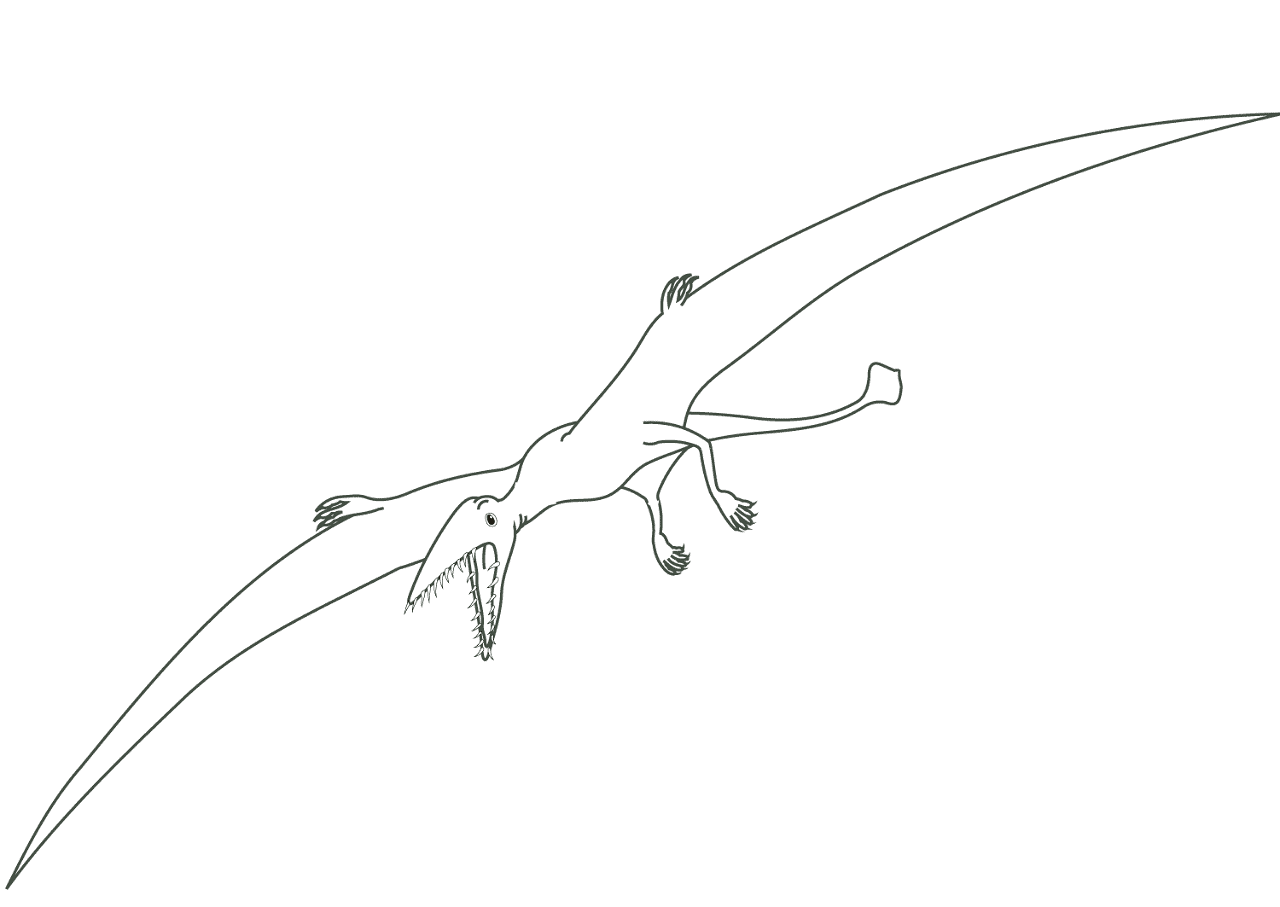 Desenho de Pterodáctilo para colorir e imprimir: número 20