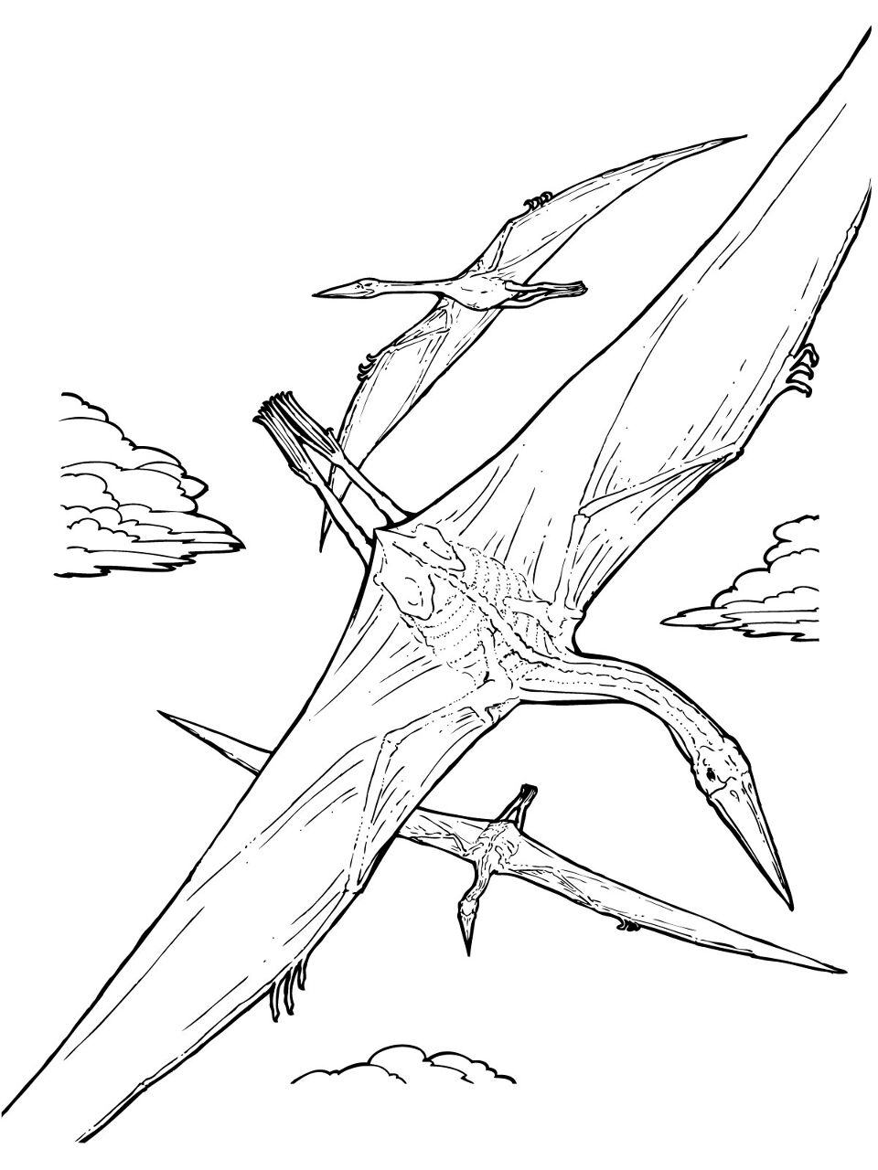 Desenho de Pterodáctilo para colorir e imprimir: número 23