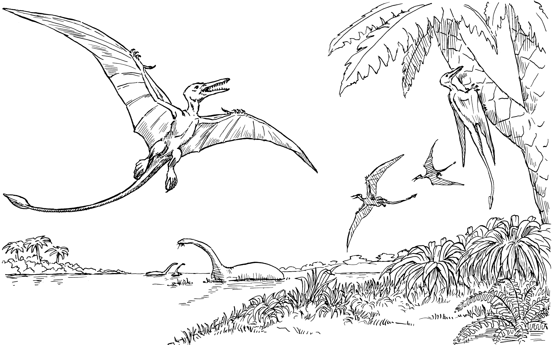 Desenho de Pterodáctilo para colorir e imprimir: número 24