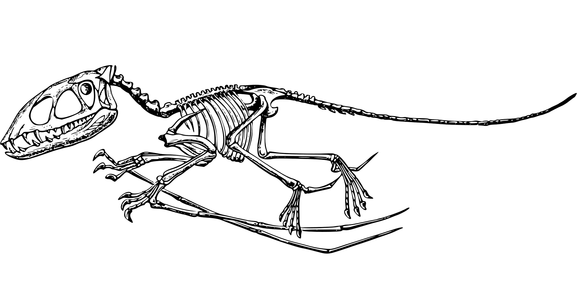 Desenho de Pterodáctilo para colorir e imprimir: número 26