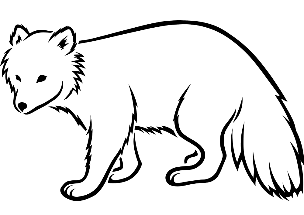 Desenho de Raposa Do Ártico para colorir e imprimir: número 1