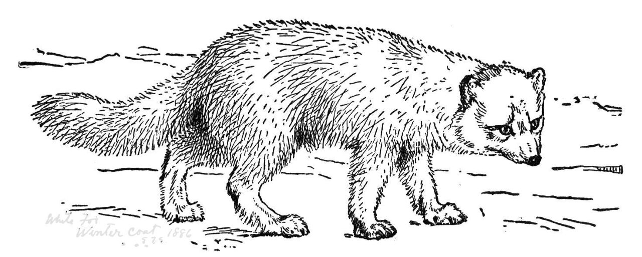 Desenho de Raposa Do Ártico para colorir e imprimir: número 2
