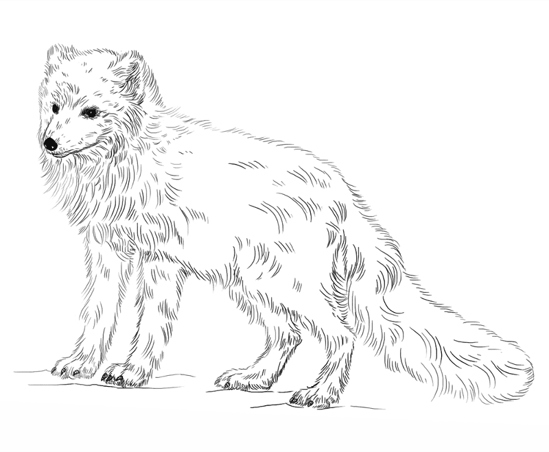 Desenho de Raposa Do Ártico para colorir e imprimir: número 3