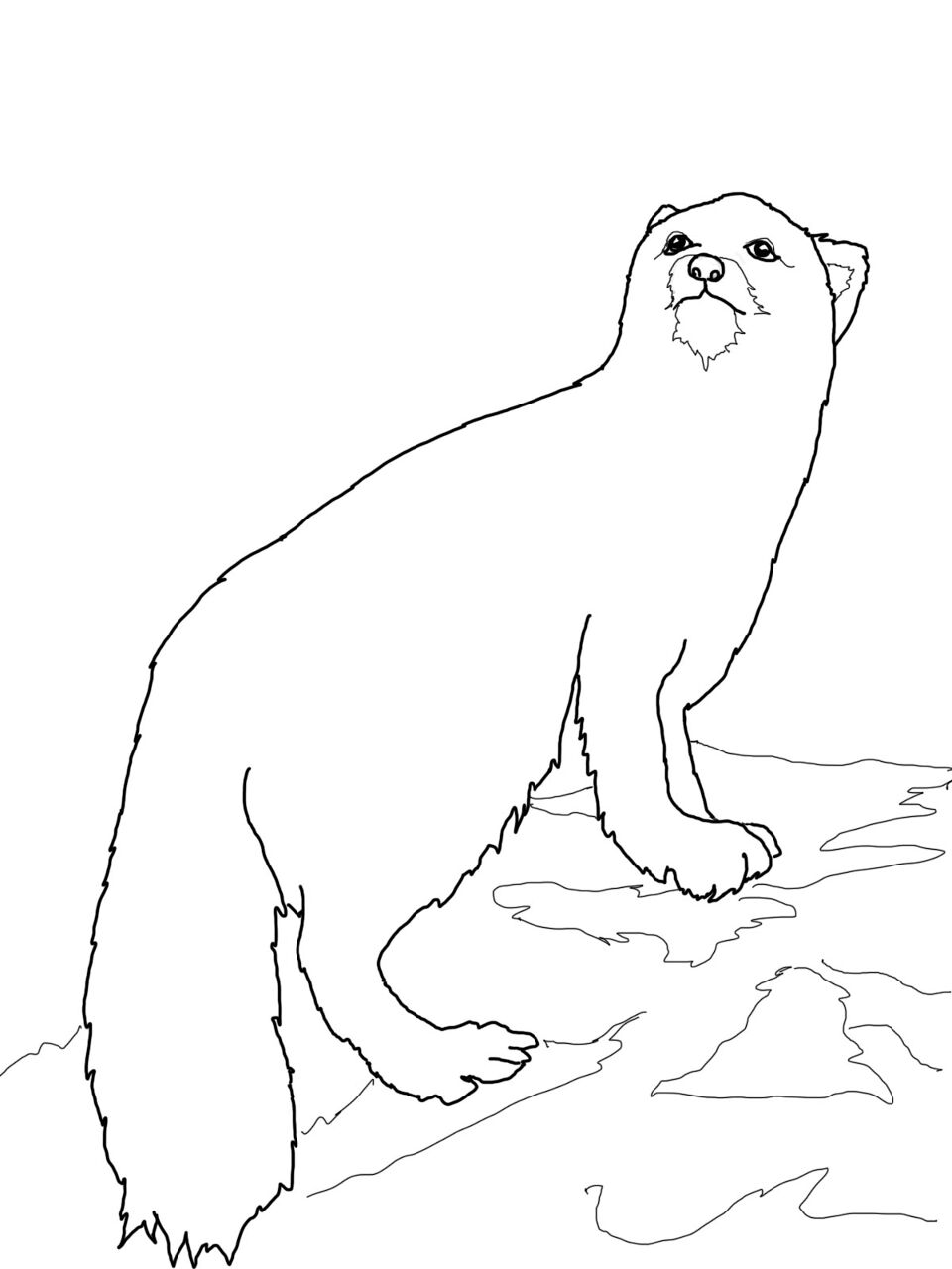 Desenho de Raposa Do Ártico para colorir e imprimir: número 6
