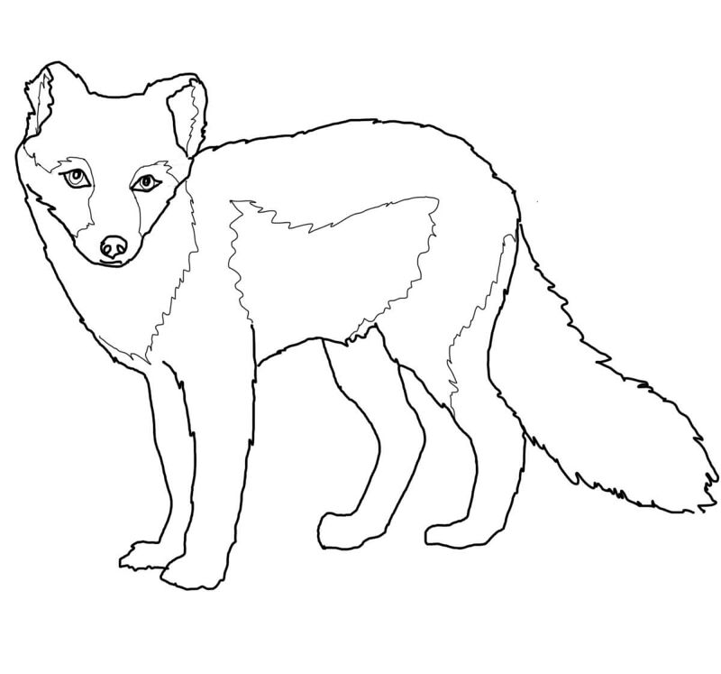 Desenho de Raposa Do Ártico para colorir e imprimir: número 8