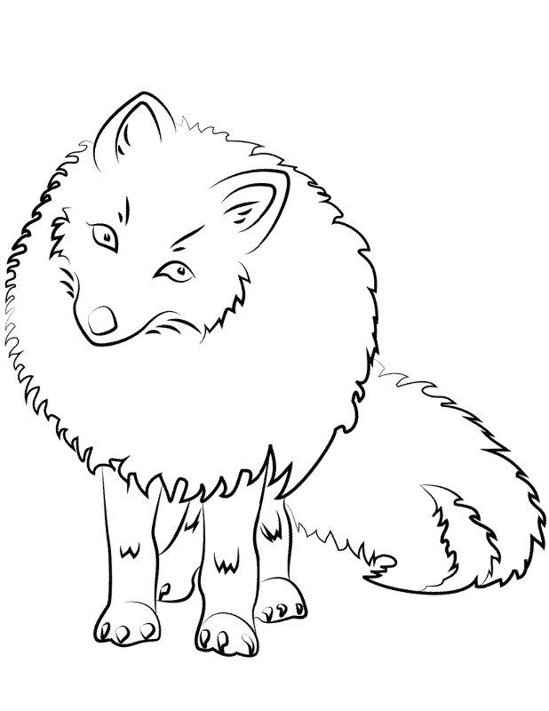 Desenho de Raposa Do Ártico para colorir e imprimir: número 9