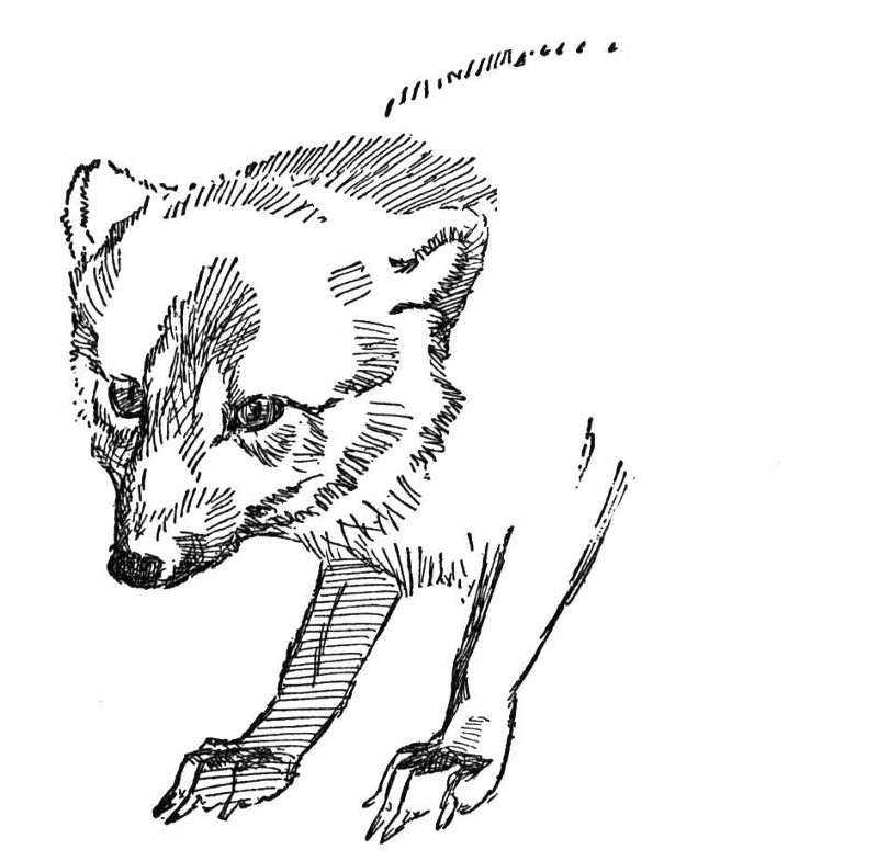 Desenho de Raposa Do Ártico para colorir e imprimir: número 10
