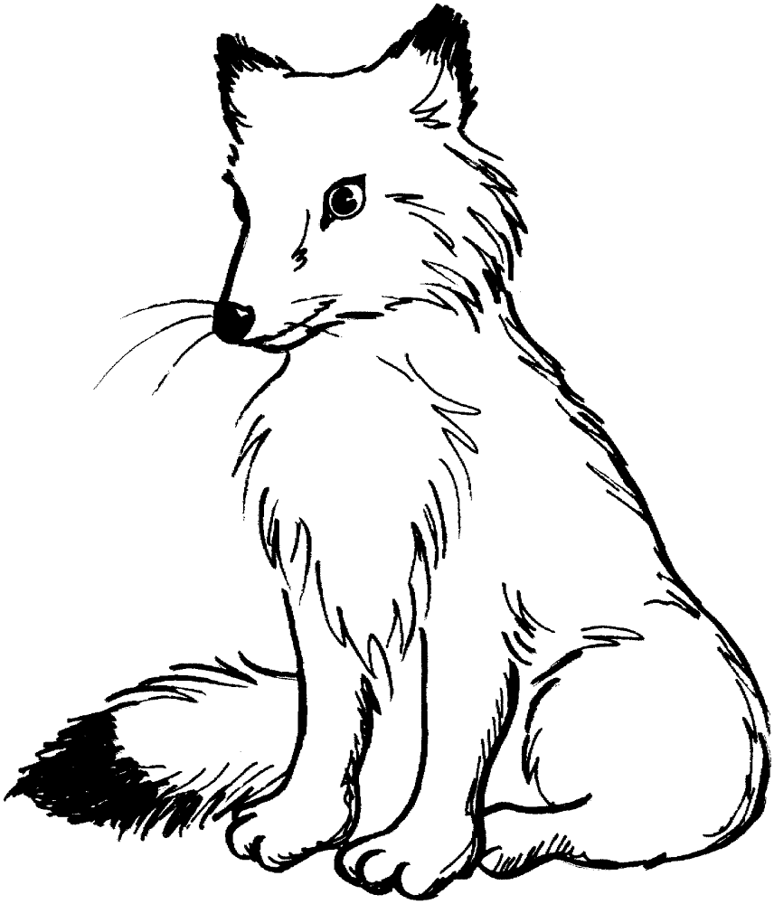 Desenho de Raposa Do Ártico para colorir e imprimir: número 11