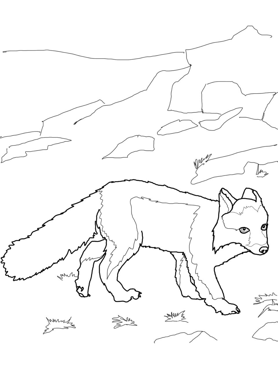 Desenho de Raposa Do Ártico para colorir e imprimir: número 13