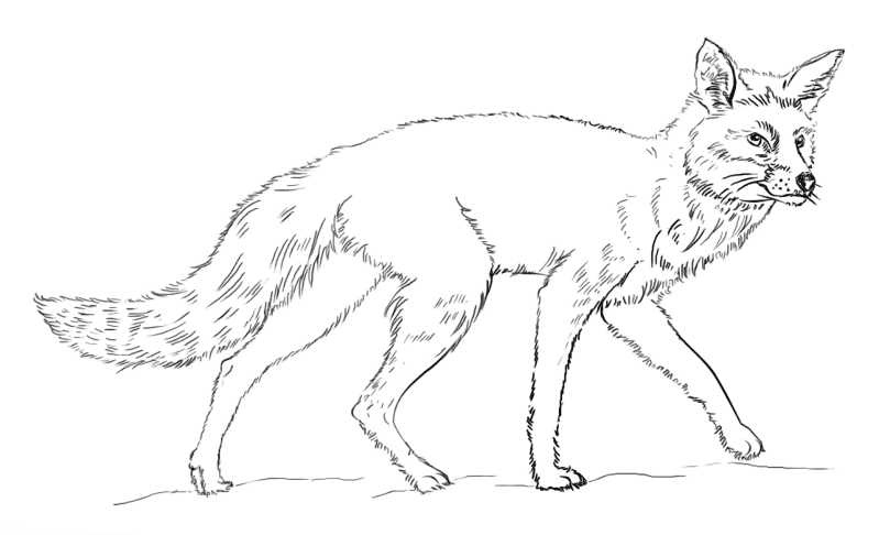 Desenho de Raposa Do Ártico para colorir e imprimir: número 14