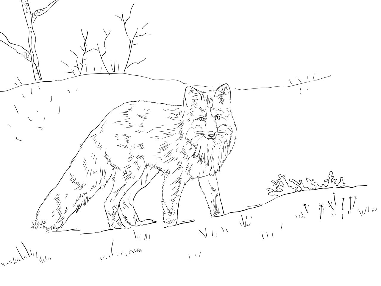 Desenho de Raposa Do Ártico para colorir e imprimir: número 15