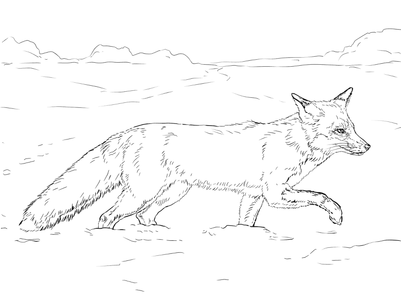 Desenho de Raposa Do Ártico para colorir e imprimir: número 16