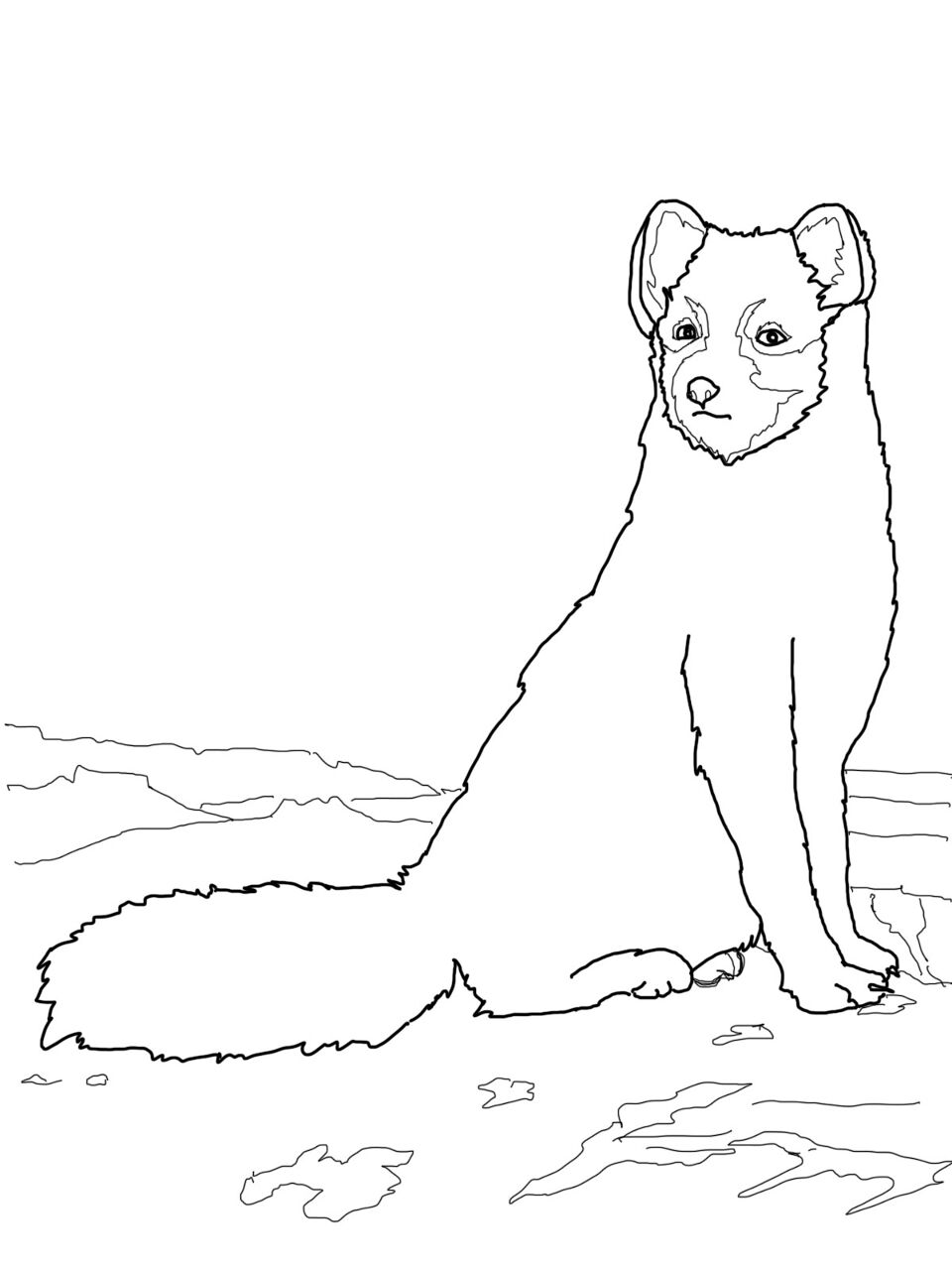 Desenho de Raposa Do Ártico para colorir e imprimir: número 17