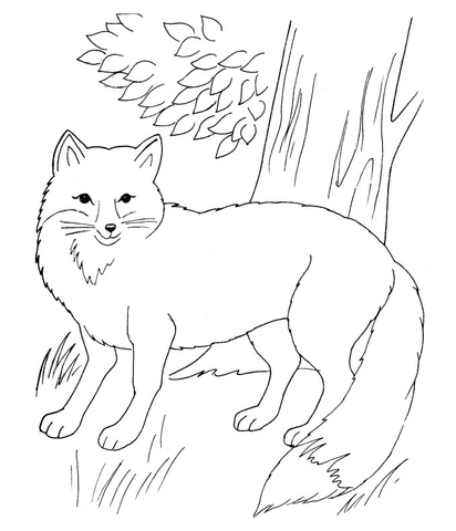Desenho de Raposas para colorir e imprimir: número 11