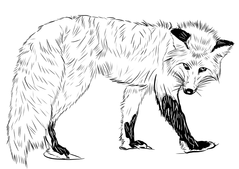 Desenho de Raposas para colorir e imprimir: número 16
