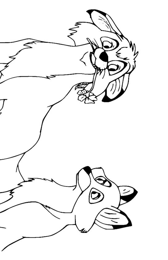 Desenho de Raposas para colorir e imprimir: número 24