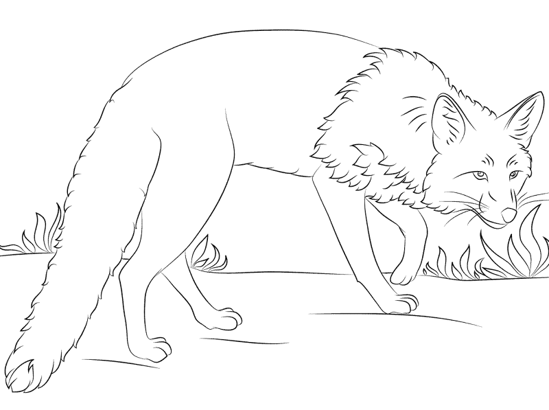 Desenho de Raposas para colorir e imprimir: número 44