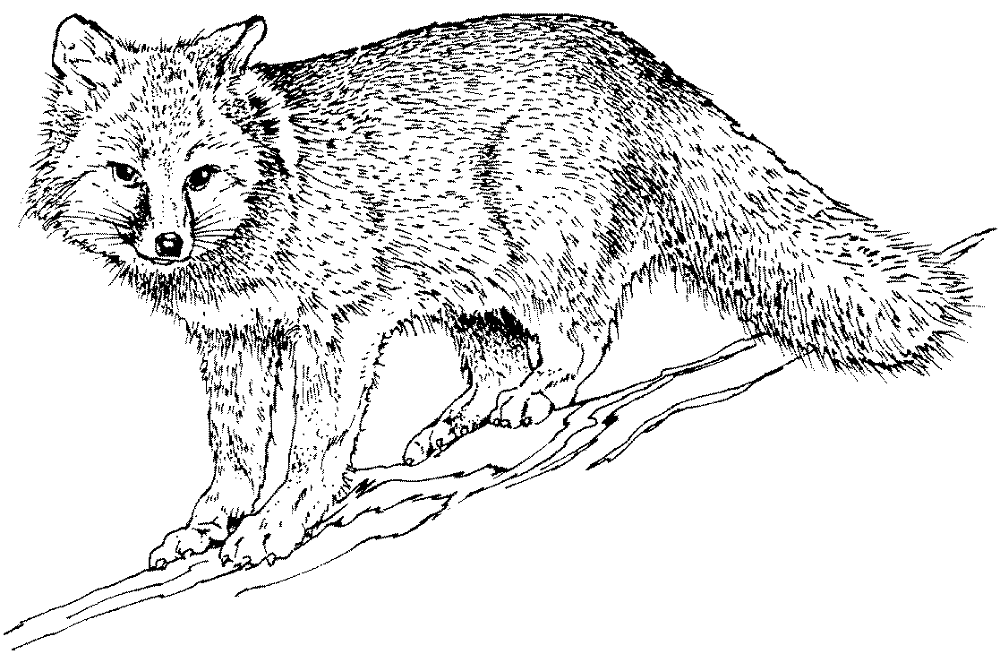 Desenho de Raposas para colorir