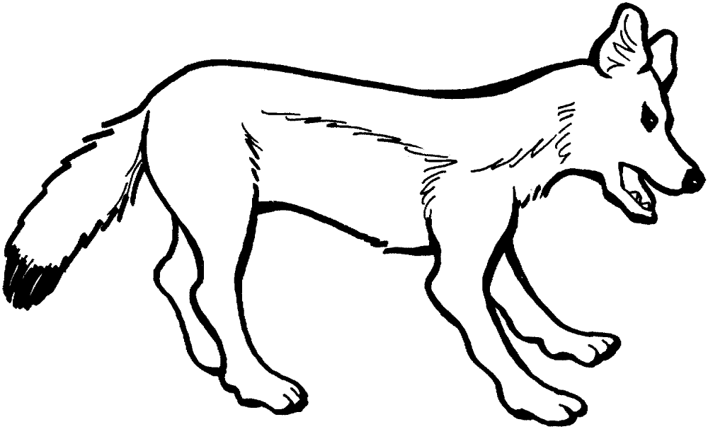 Desenho de Raposas para colorir