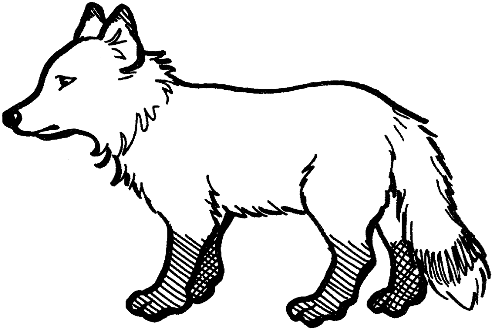 Desenho de Raposas para colorir