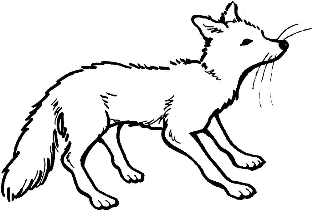 Desenho de Raposas para colorir