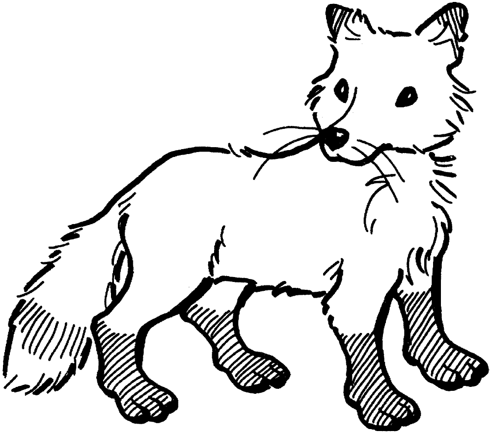 Desenho de Raposas para colorir